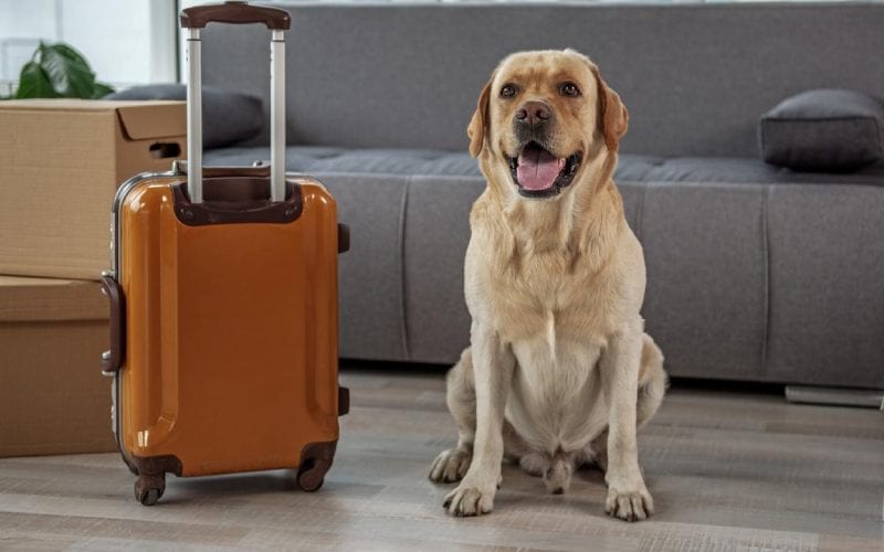 Chien avec valise prêt à déménager. 