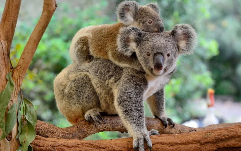 Deux koalas marchant sur un arbre en Australie. 