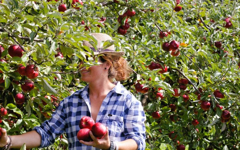 Une femme récoltant des fruits dans le cadre d'un visa de travail temporaire en Angleterre. 