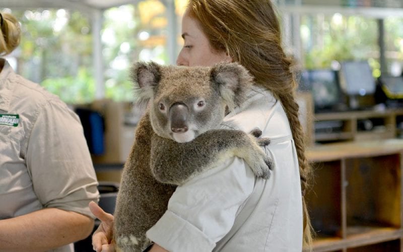 Une femme soignant un Koala en Australie.