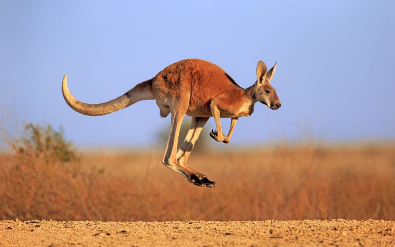 Un kangourou sautant dans le désert australien. 
