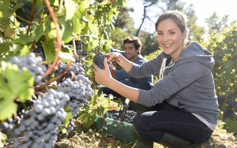 Deux travailleurs saisonnier dans un champ en Angleterre. 